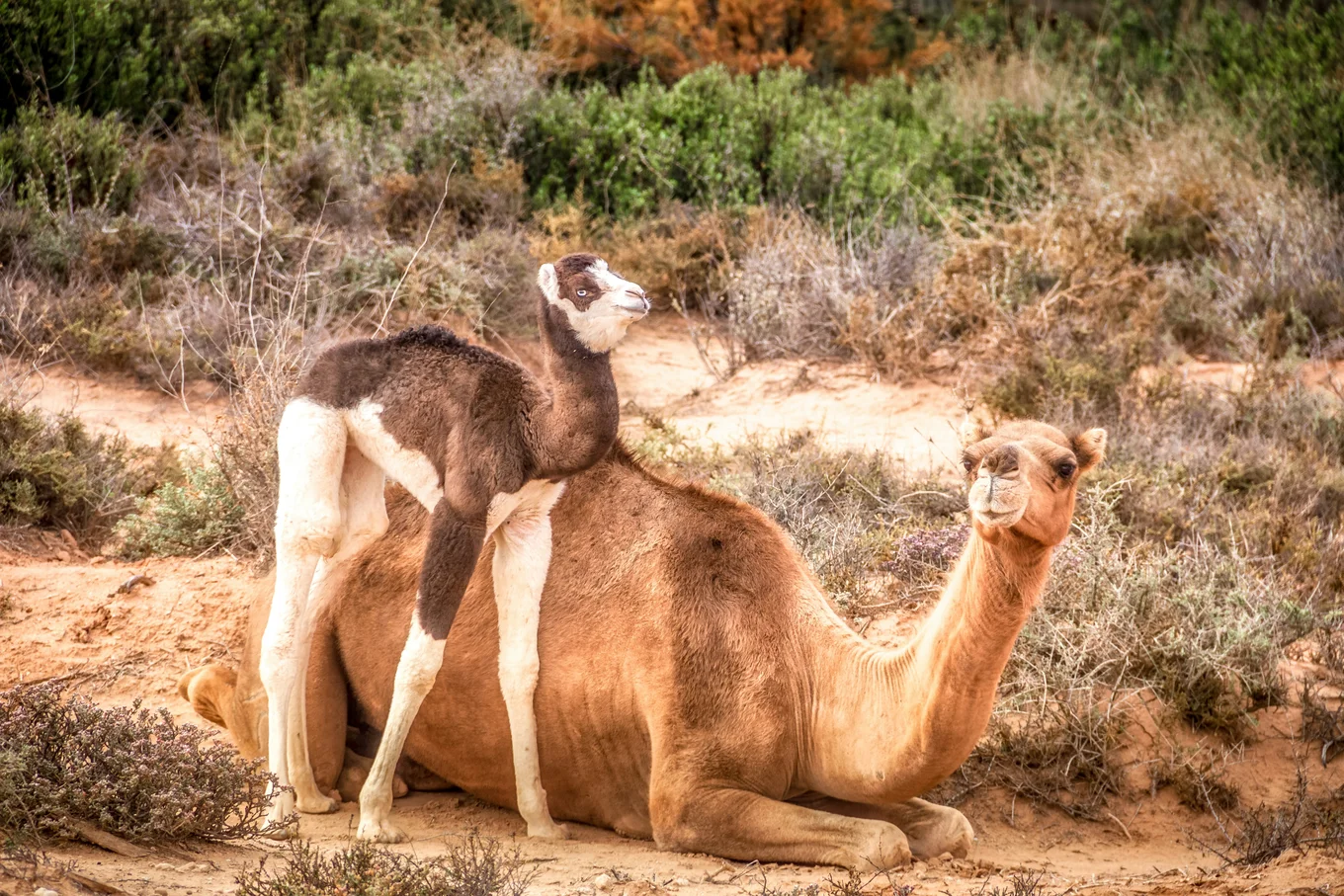 A camel is lying down among some shrubs with its baby standing next to it. The baby is white with big brown spots, sort of like a cow.